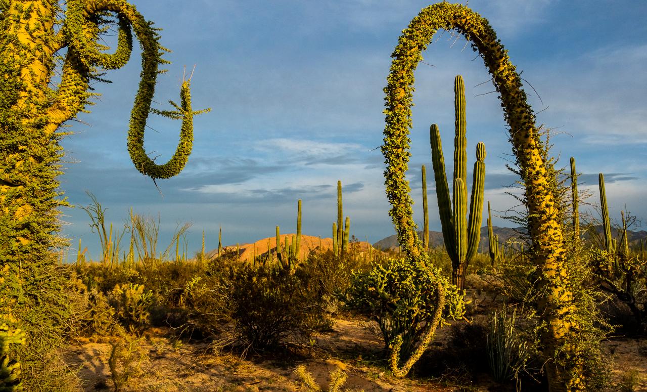 Sunset light on Boojum Trees,  Valle de Cirios Biosphere Reserve, Baja California, Mexico