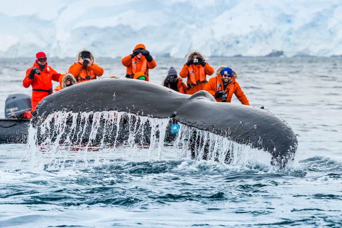 Guests exploring by zodiac have a thrilling encounter as a Humpback Whale dives and shows off his fluke at Paradise Harbour, Antarctic Peninsula, Southern Ocean, Antarctica.