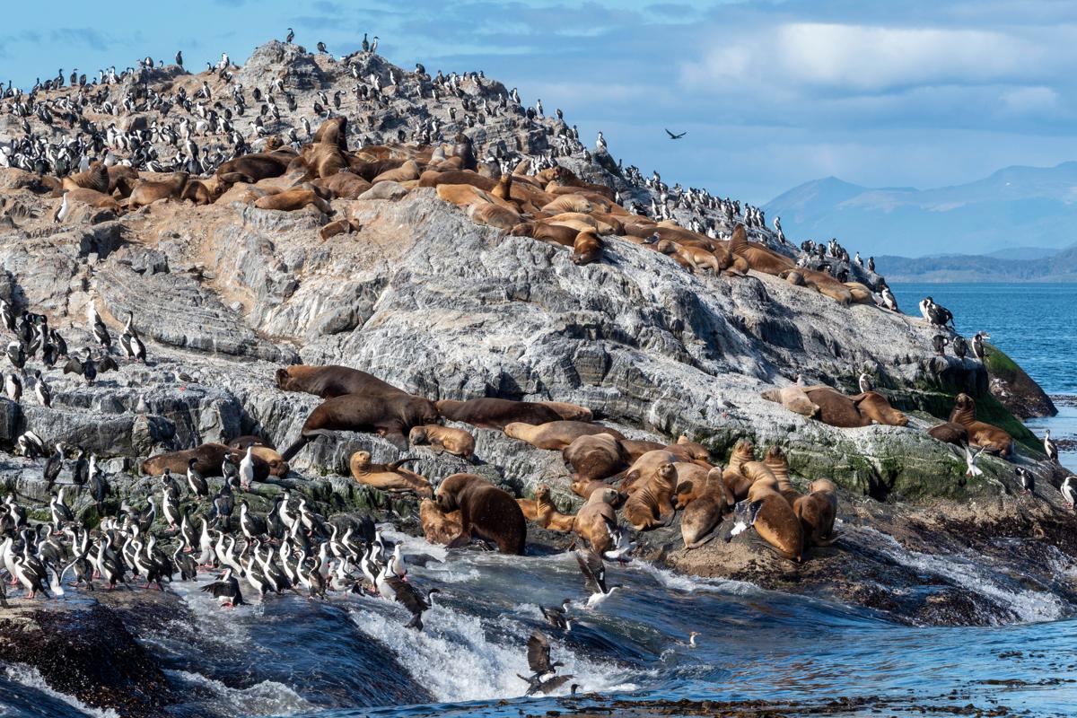 A colony of South American sea lions on small islets in Lapataya Bay, Tierra del Fuego, Argentina.