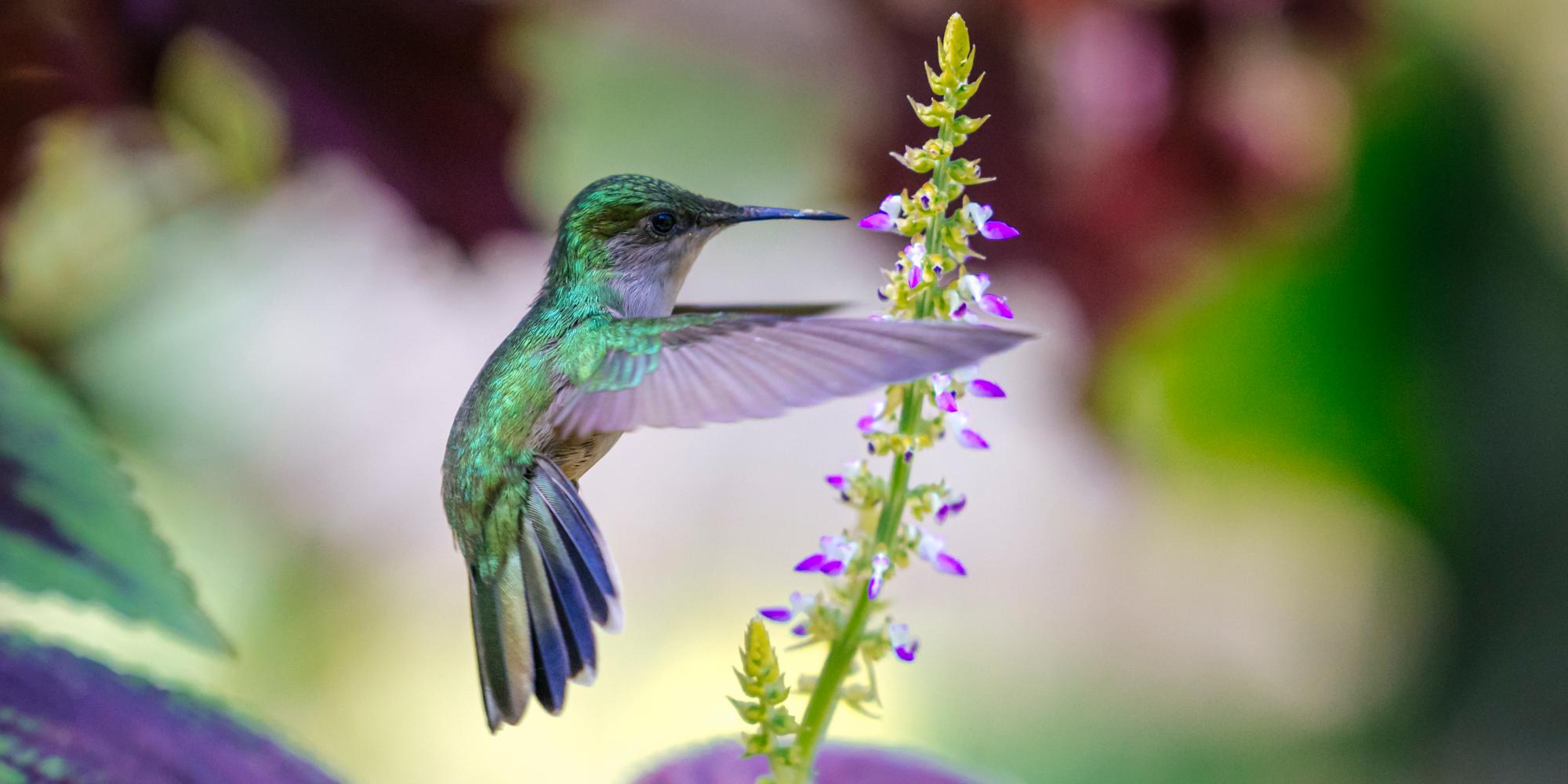 Female Antillean crested hummingbird (Orthorhyncus cristatus) in the Diamond Botanic Gardens, Saint Lucia