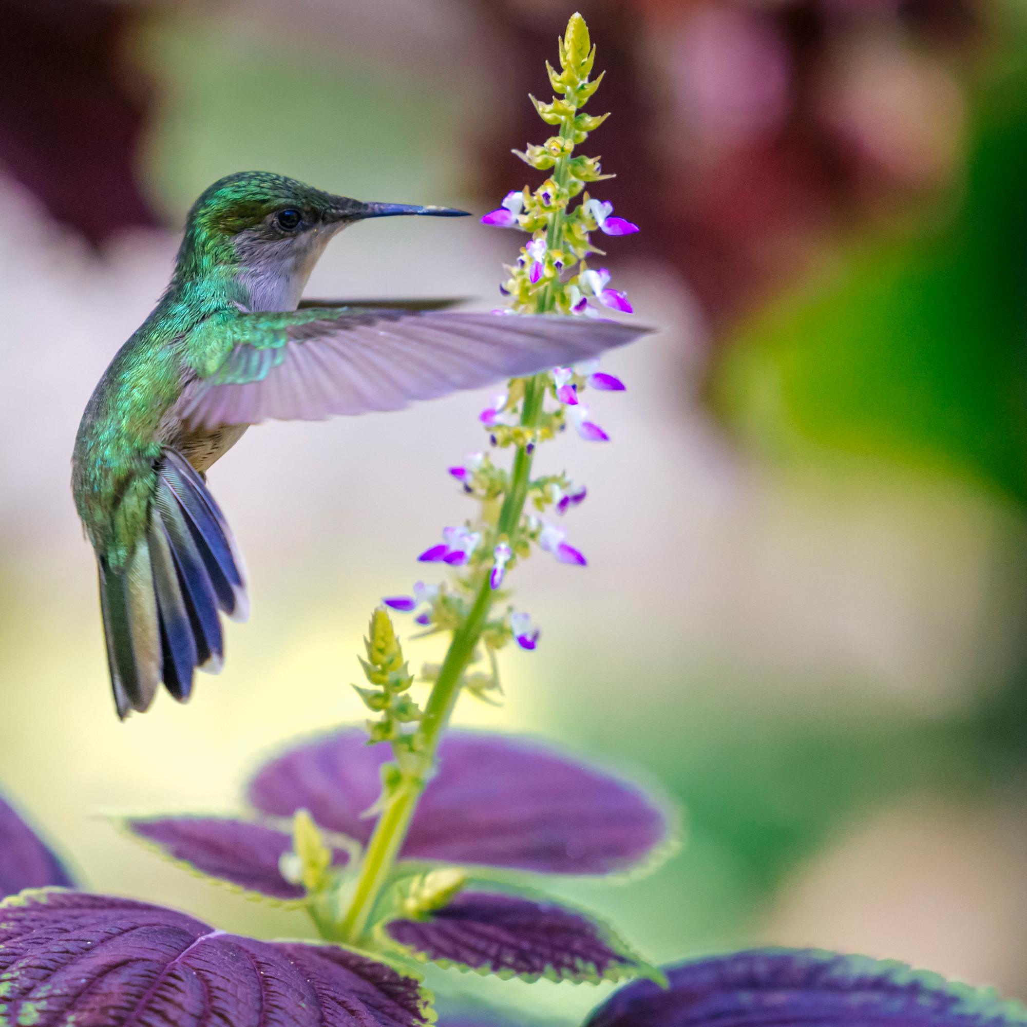 Female Antillean crested hummingbird (Orthorhyncus cristatus) in the Diamond Botanic Gardens, Saint Lucia