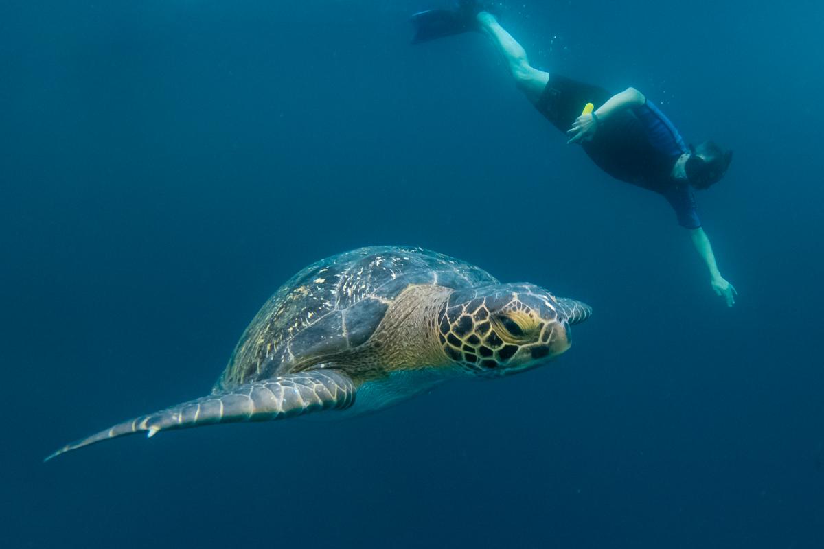 Underwater, Snorkeler, Green Sea Turtle, Kicker Rock, San Cristobal Island, Galapagos National Park, Galapagos Islands, Ecuador.