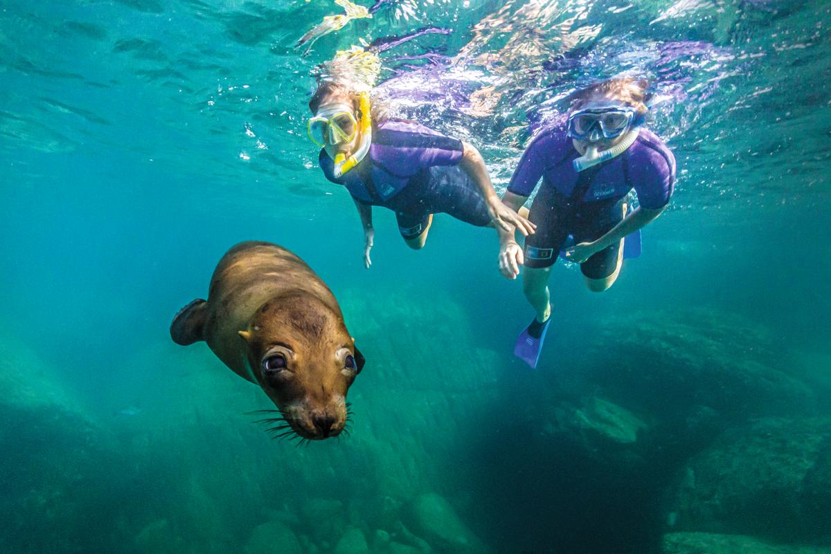 Curious young California sea lion with snorkelers underwater at Los Islotes, Gulf of California, Mexico