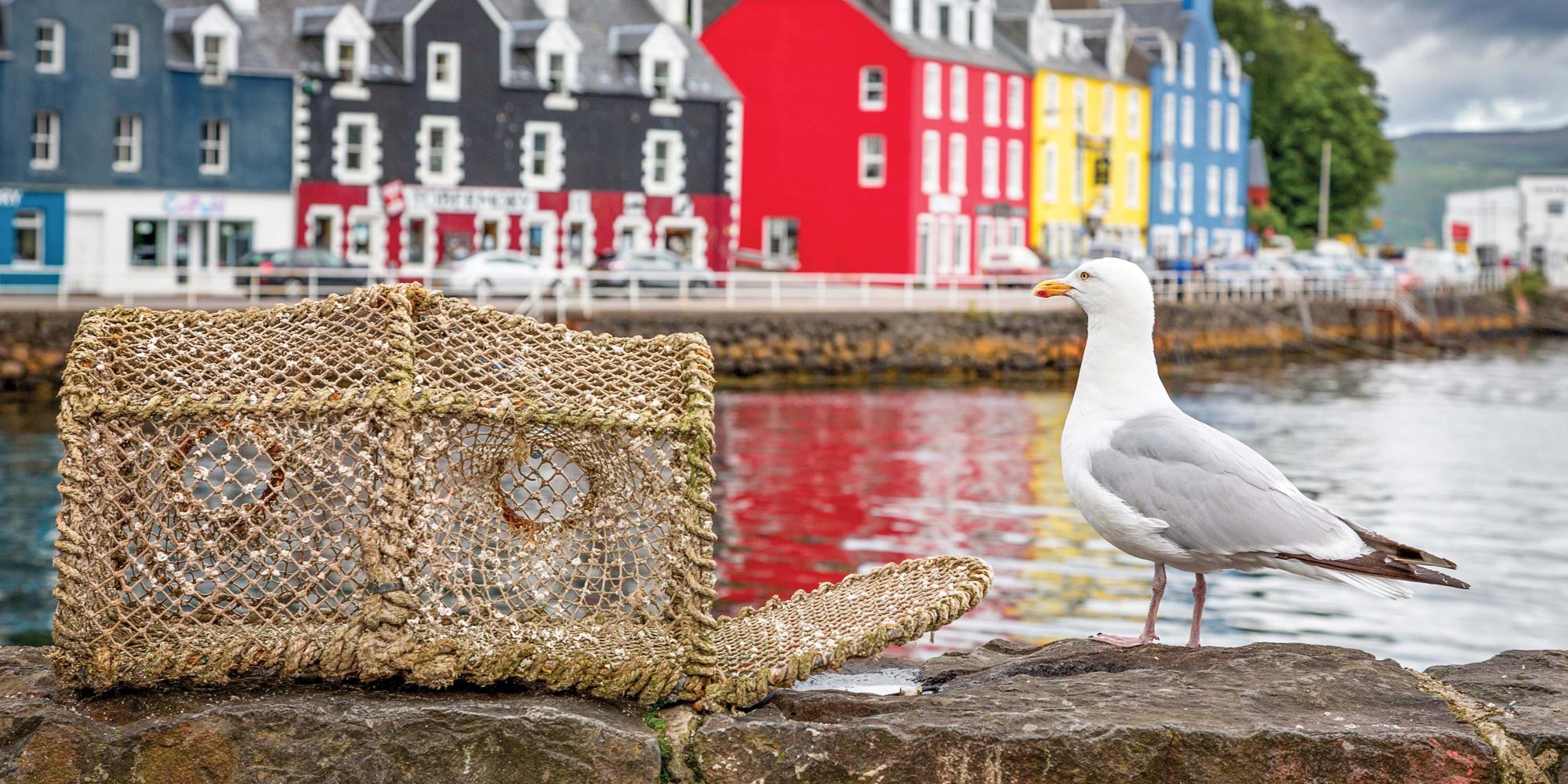 A seagull perched on the pier in front of the colorful village of Tobermory, Isle of Mull, Inner Hebrides, Scotland.