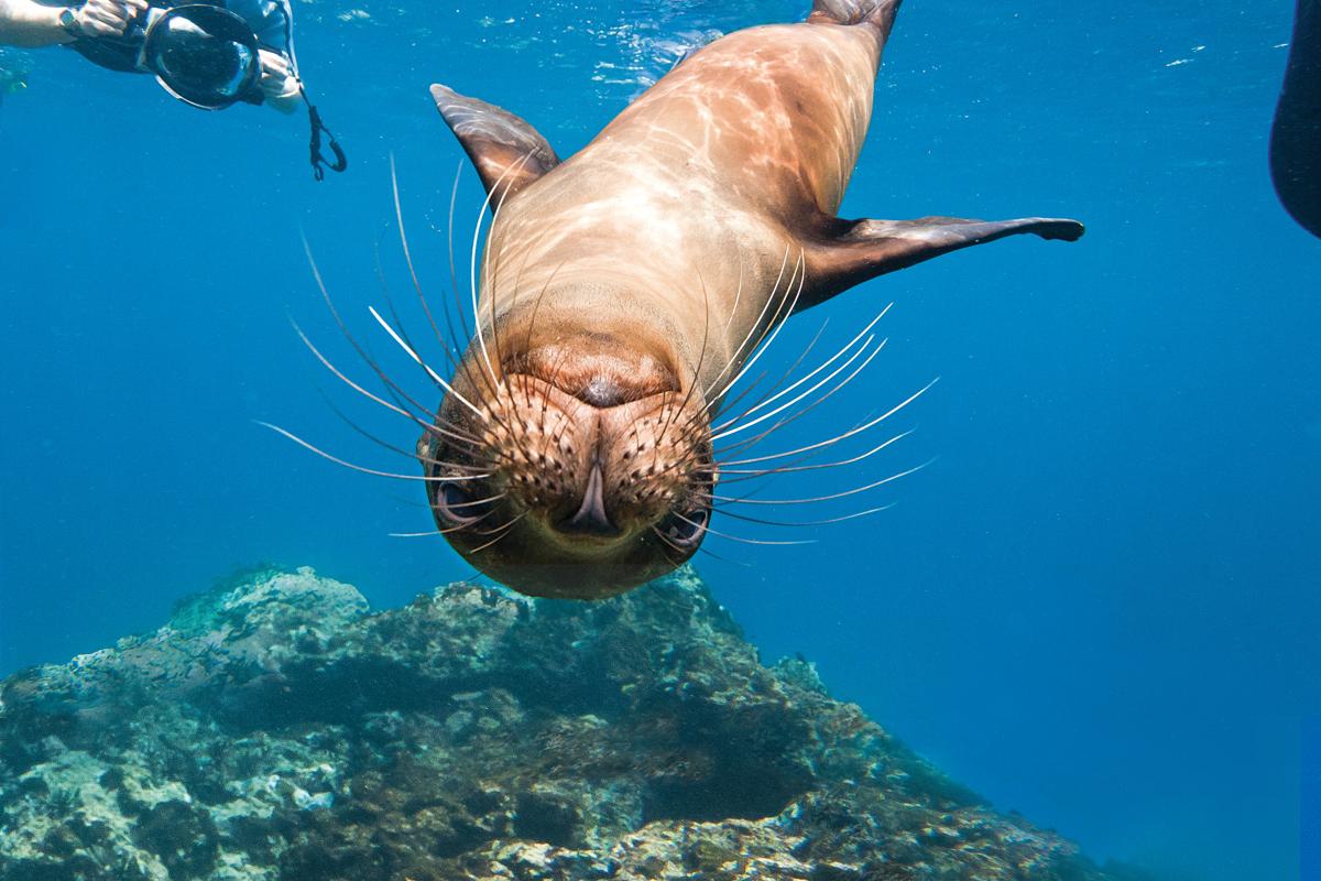 Galapagos sea lions underwater with snorkelers on Champion Island in the Galapagos Islands, Ecuador