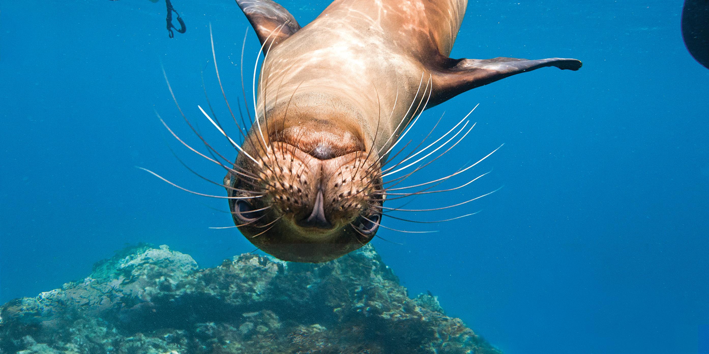 Galapagos sea lions underwater with snorkelers on Champion Island in the Galapagos Islands, Ecuador