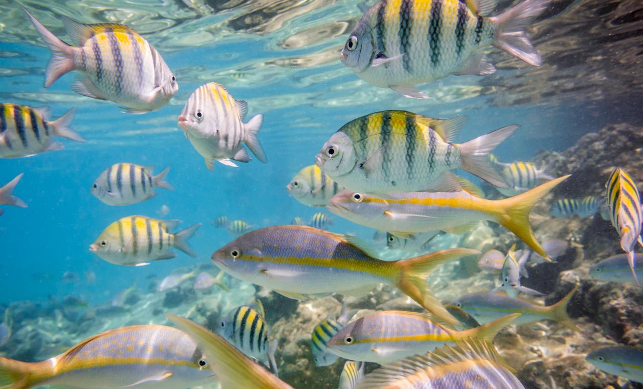 Caribbean sea underwater coral reef with colorful tropical fish, Greater Antilles, Cuba.