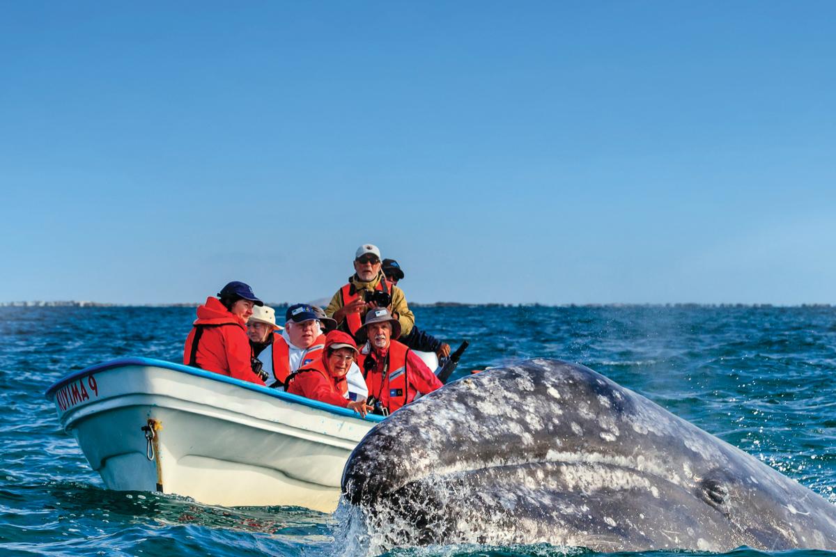 Guests whale watching as a California Gray Whale surfaces close to their boat in San Ignacio Lagoon, Eschrichtius robustus, Baja California Sur, Mexico