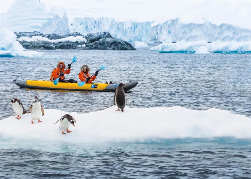 Guests out kayaking get a up close encounter with Gentoo Penguins, Cuverville Island, The Danco Coast, Gerlach Strait, Antarctica