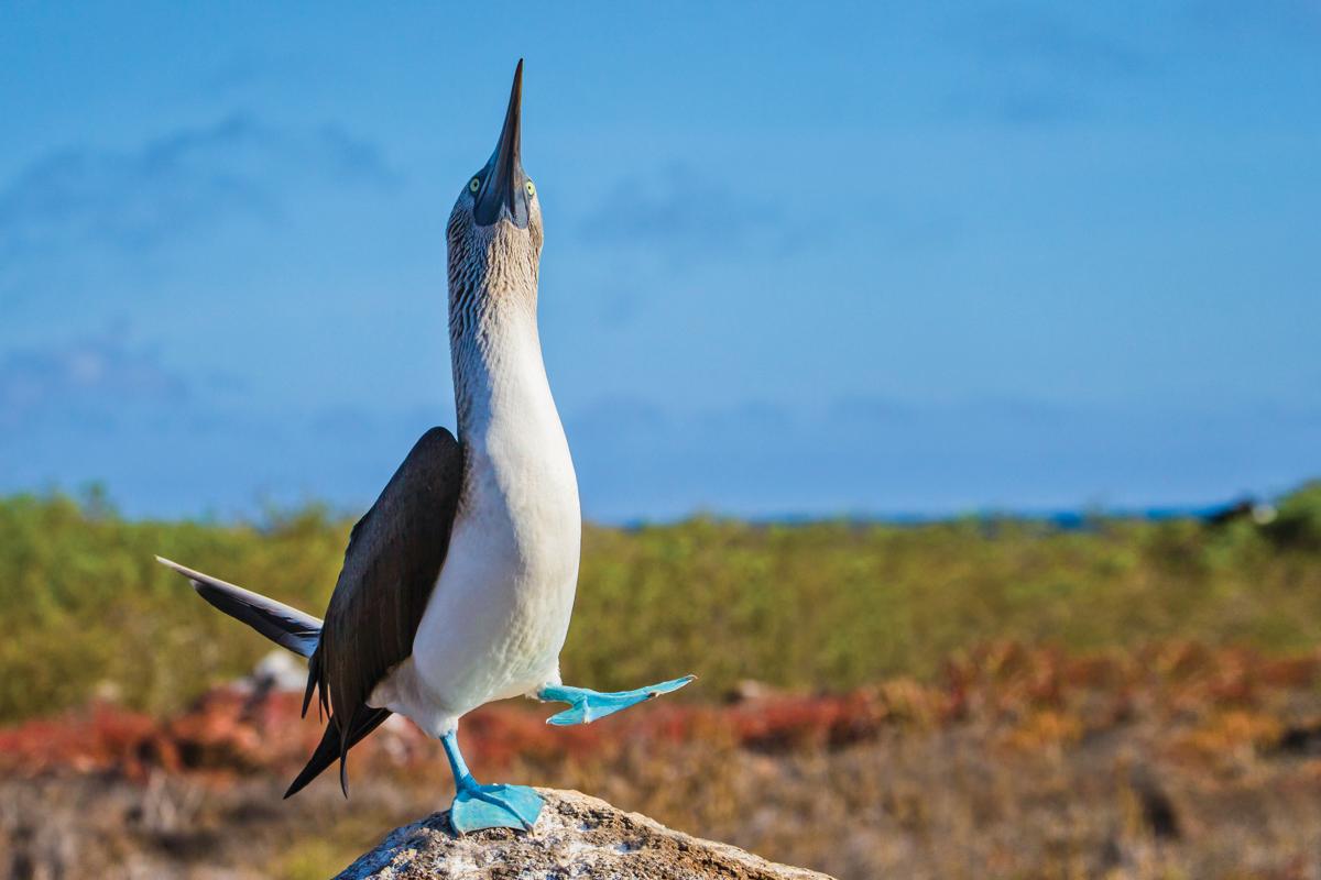 Courtship Display of a Blue-footed Booby on North Sermour Island, Galapagos Islands, Ecuador