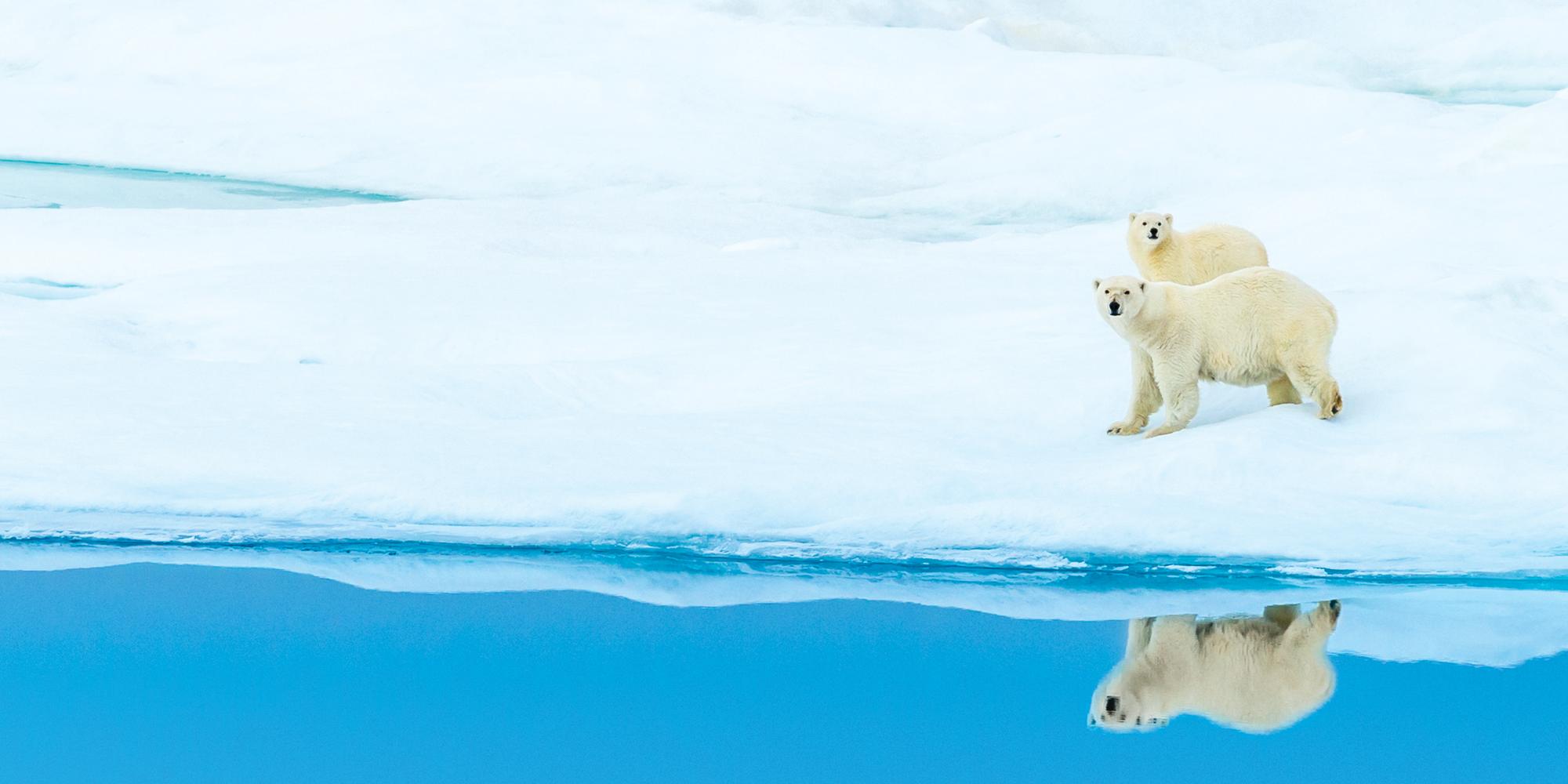 Two Polar Bear walking on pack ice with their clear reflection in the water of  Lancaster Sound, Nunavut, Arctic Canada