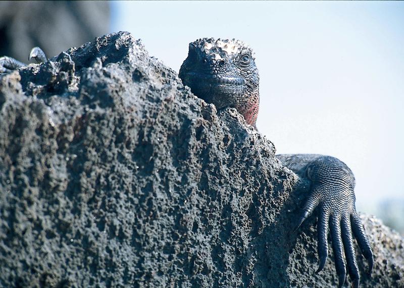 A Marine iguana peaks over a volcanic rock, Galapagos Islands, Ecuador