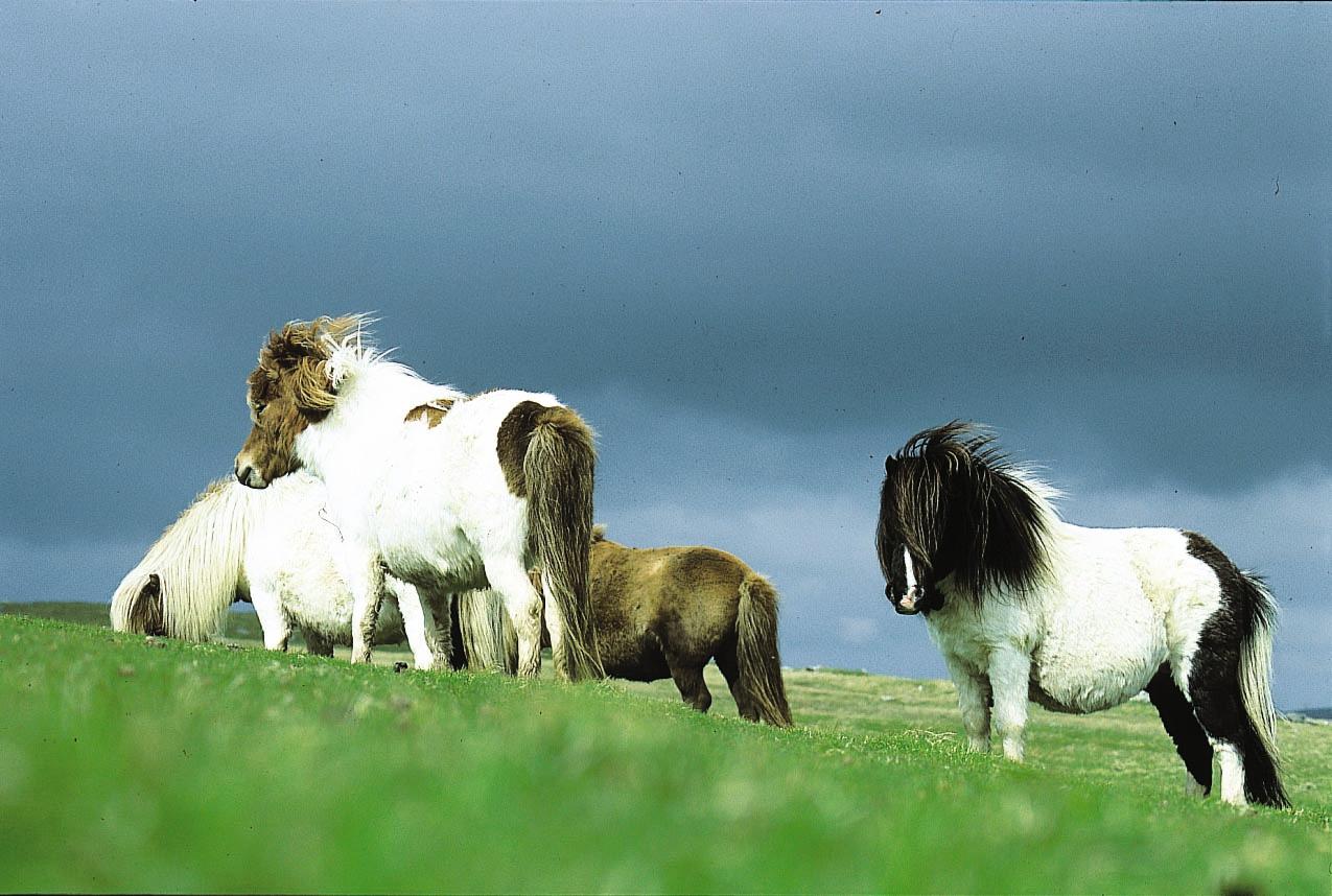 A group of Shetland ponies stands on a stormy green hillside in Shetland Islands, Scotland