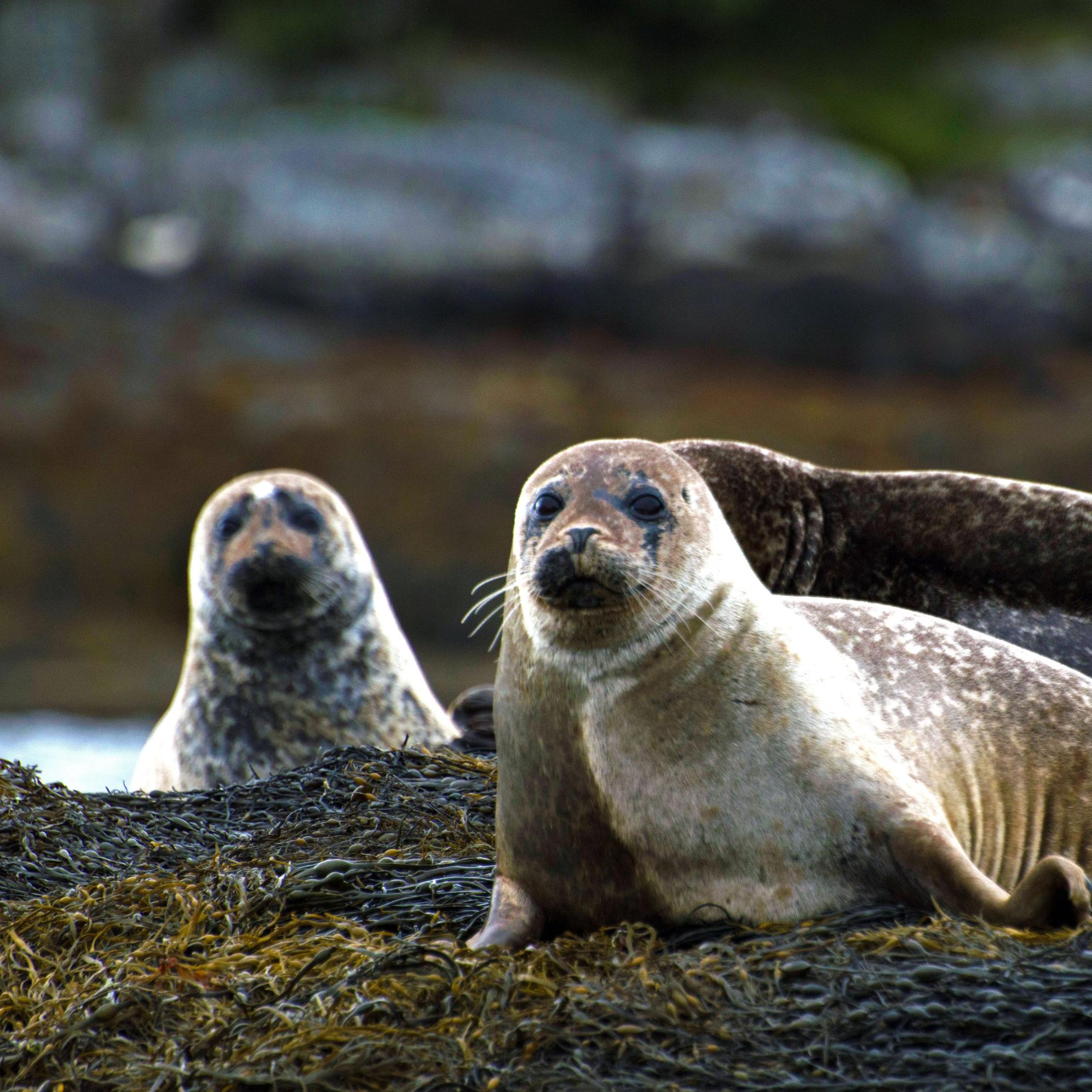 A grey seal family resting on rocks exposed during low tide in Scotland.