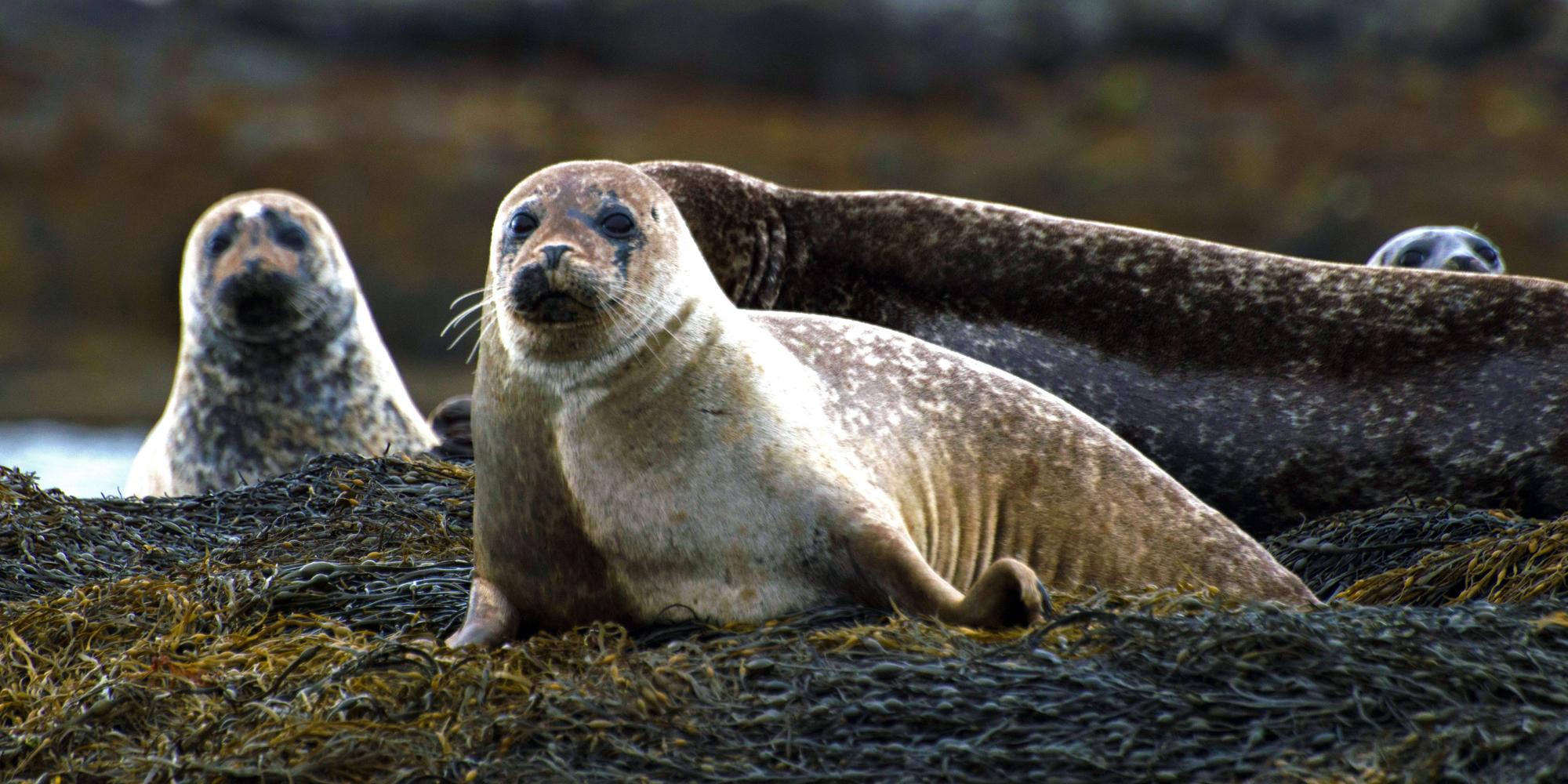 A grey seal family resting on rocks exposed during low tide in Scotland.