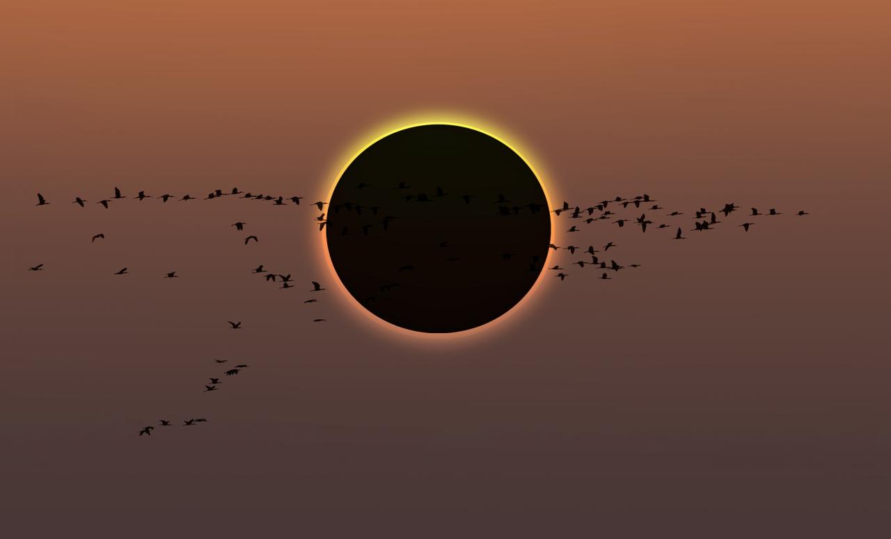 Migratory birds flying in the sky with Solar Eclipse at amazing sunset, British Columbia, Canada.