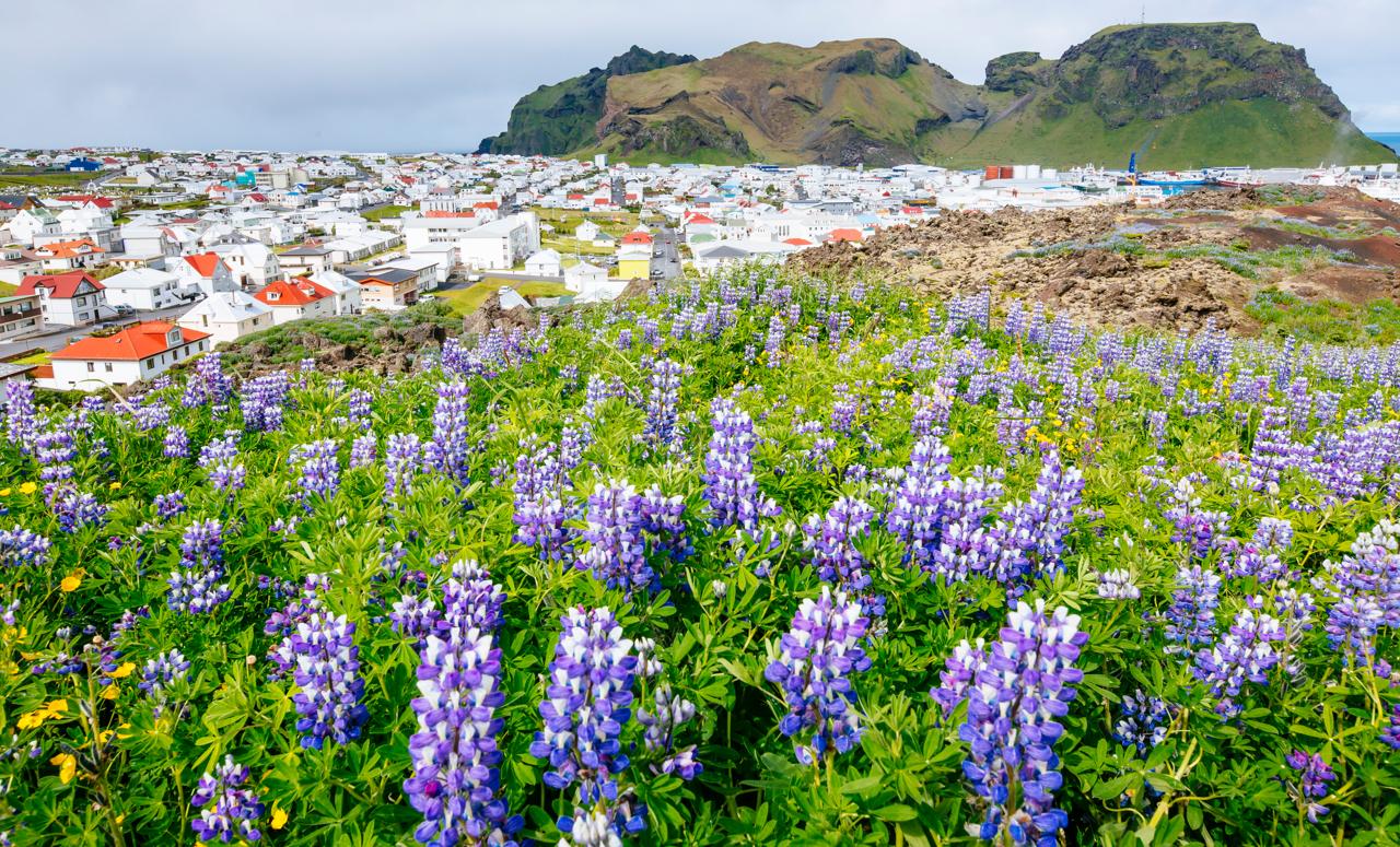 Wildflowers grow on a hill overlooking a village on Heimaey Island. The largest island in the Westman Islands, Iceland
