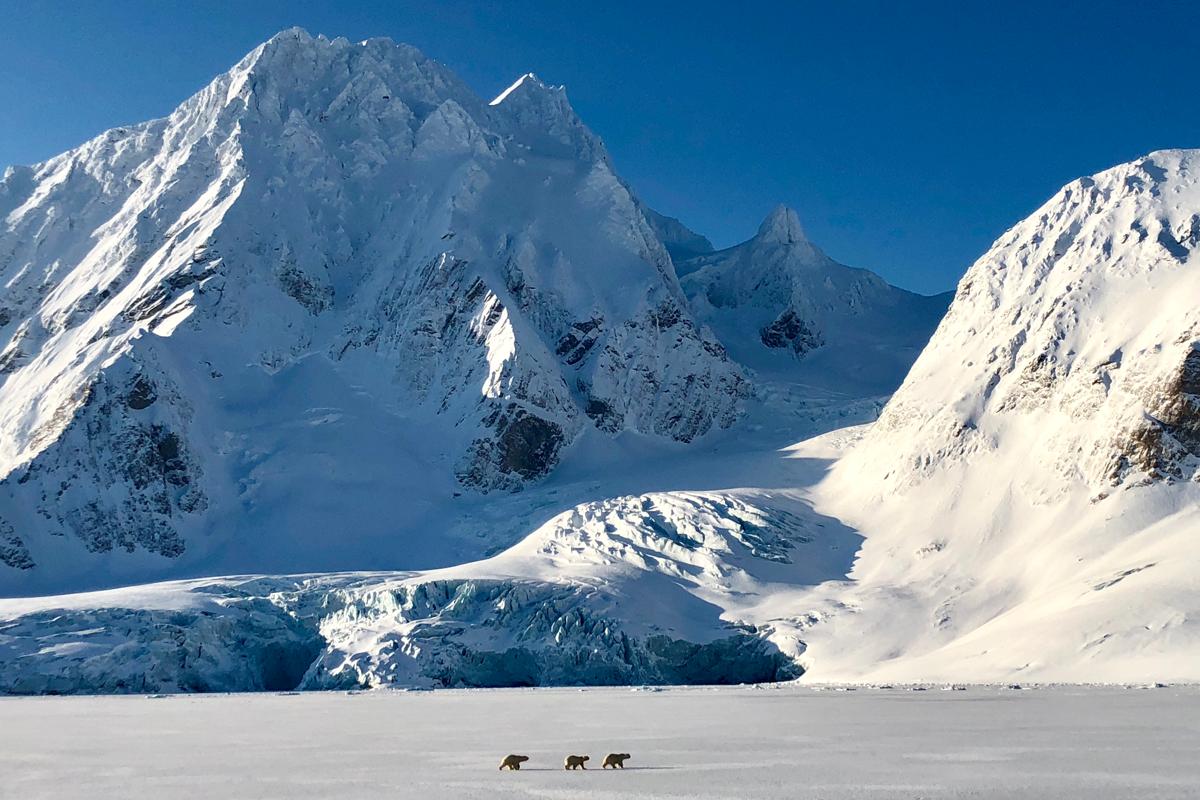 Three polar bears walk on pack ice during the Reconnaissance voyage to the high Arctic 