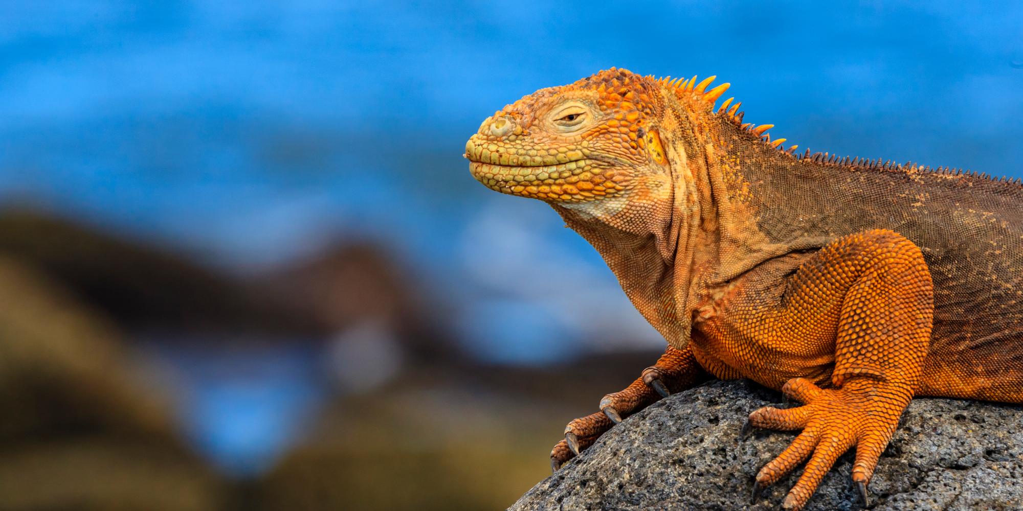 Land Iguana, North Seymour Island, Galapagos Islands, Galapagos National Park, Ecuador.