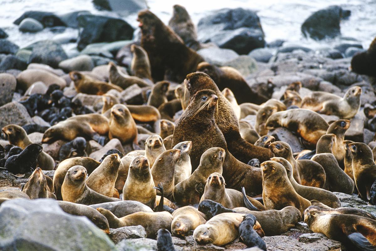 A Colony of Northern Fur Seals on the rocky shore  of St. Paul Island, Pribilof Islands, Alaska, USA