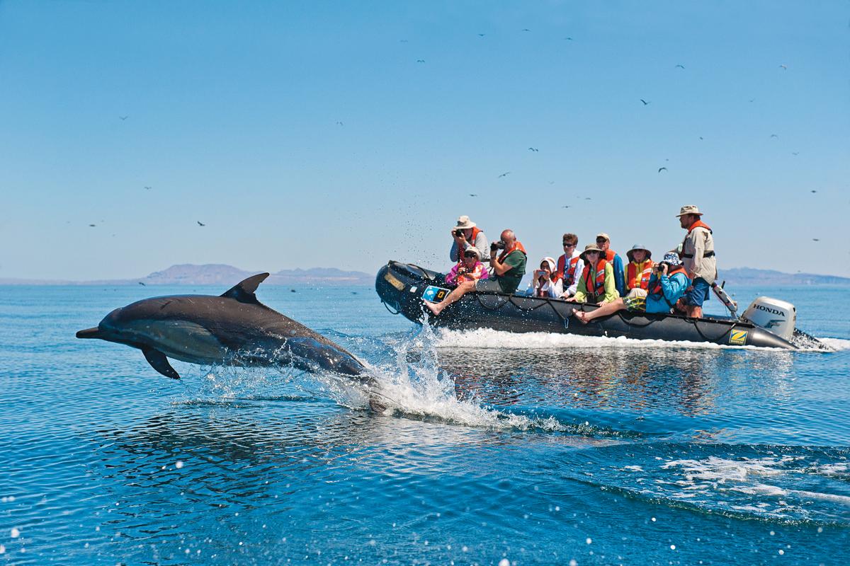 Guests get a upclose encounted with a dolphin bow-riding next to their zodiac in Baja California, Mexico