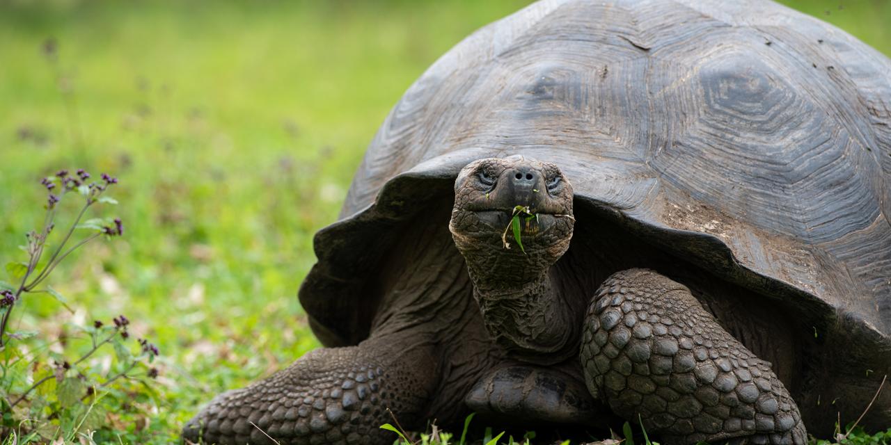 A Galapagos tortioise in the Santa Cruz highlands.