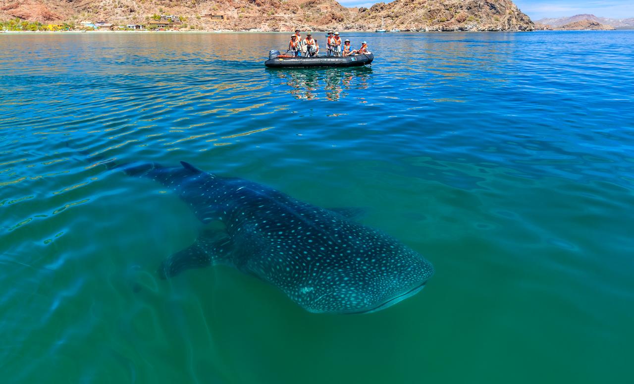 Guests exploring by zodiac spot a Whale Shark swiming in the bay of Bahía Concepción, Gulf of California, Baja California Sur, Mexico.