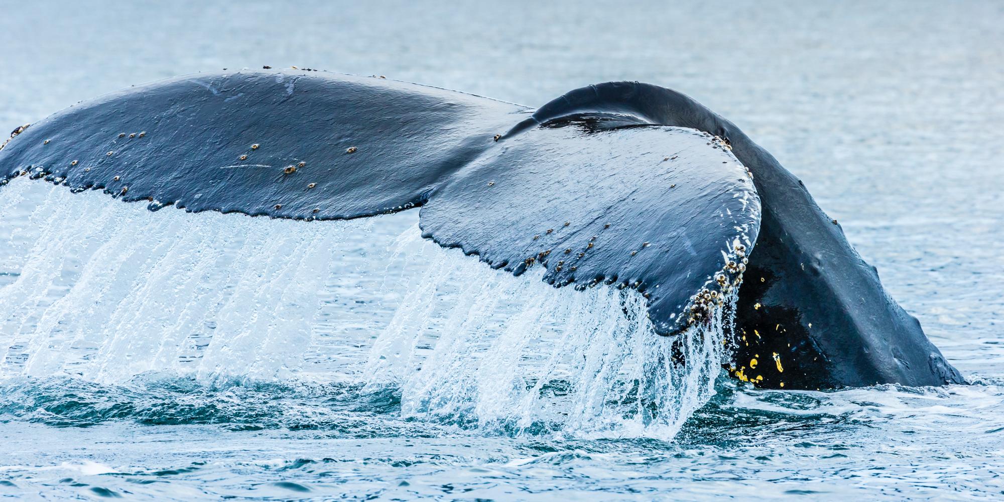 A Humpback Whale diving showing fluke in Paradise Harbour, Antarctic Peninsula, Southern Ocean, Antarctica.