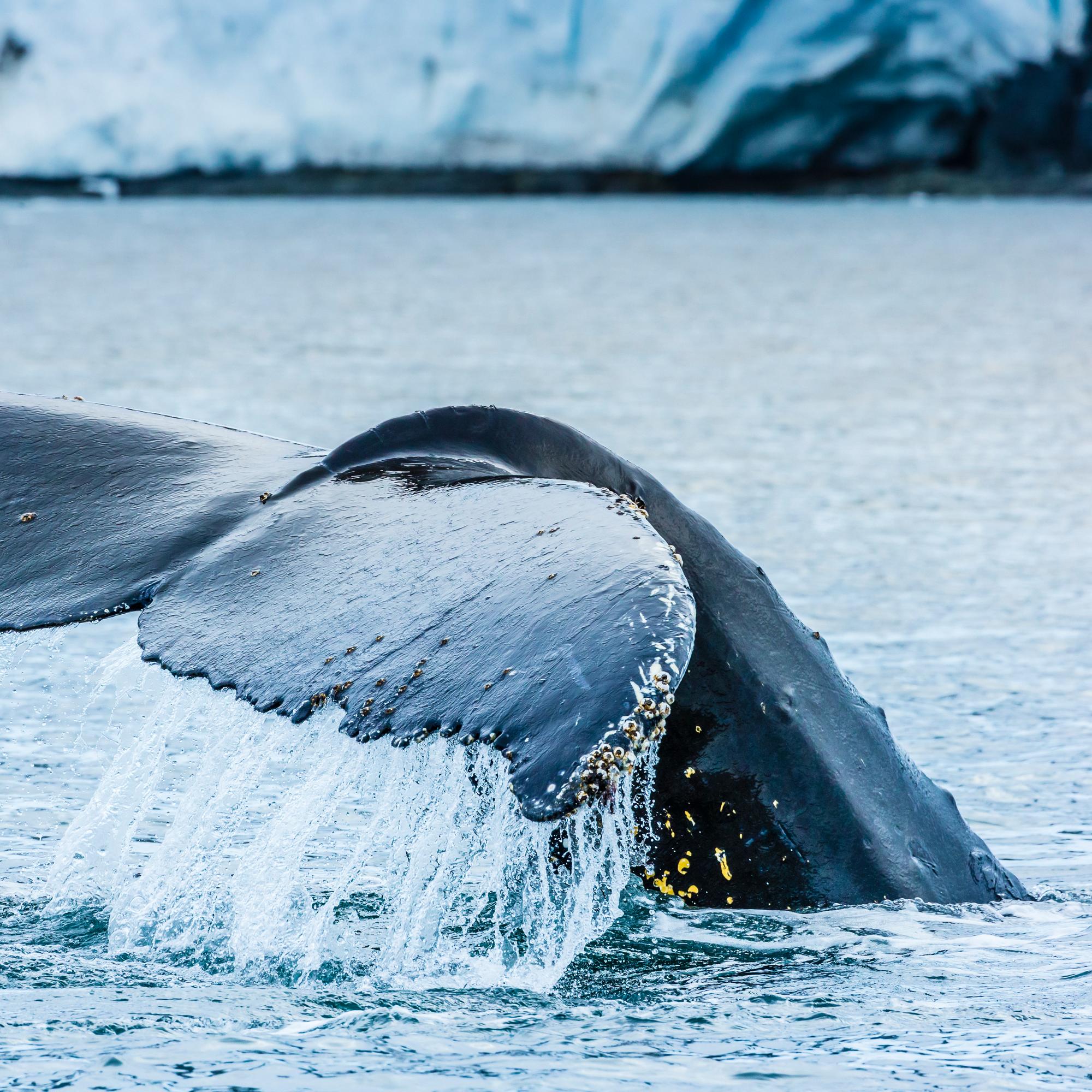 A Humpback Whale diving showing fluke in Paradise Harbour, Antarctic Peninsula, Southern Ocean, Antarctica.