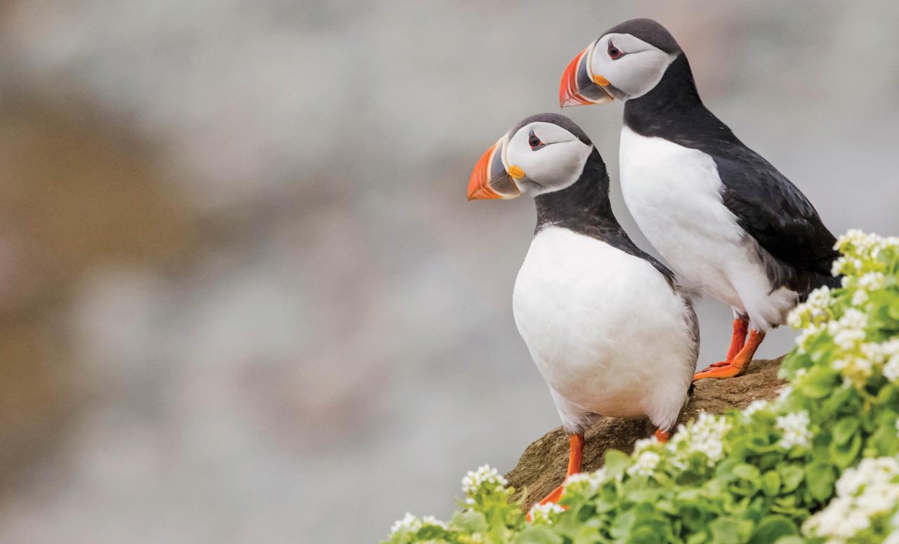 Two puffins in Iceland.