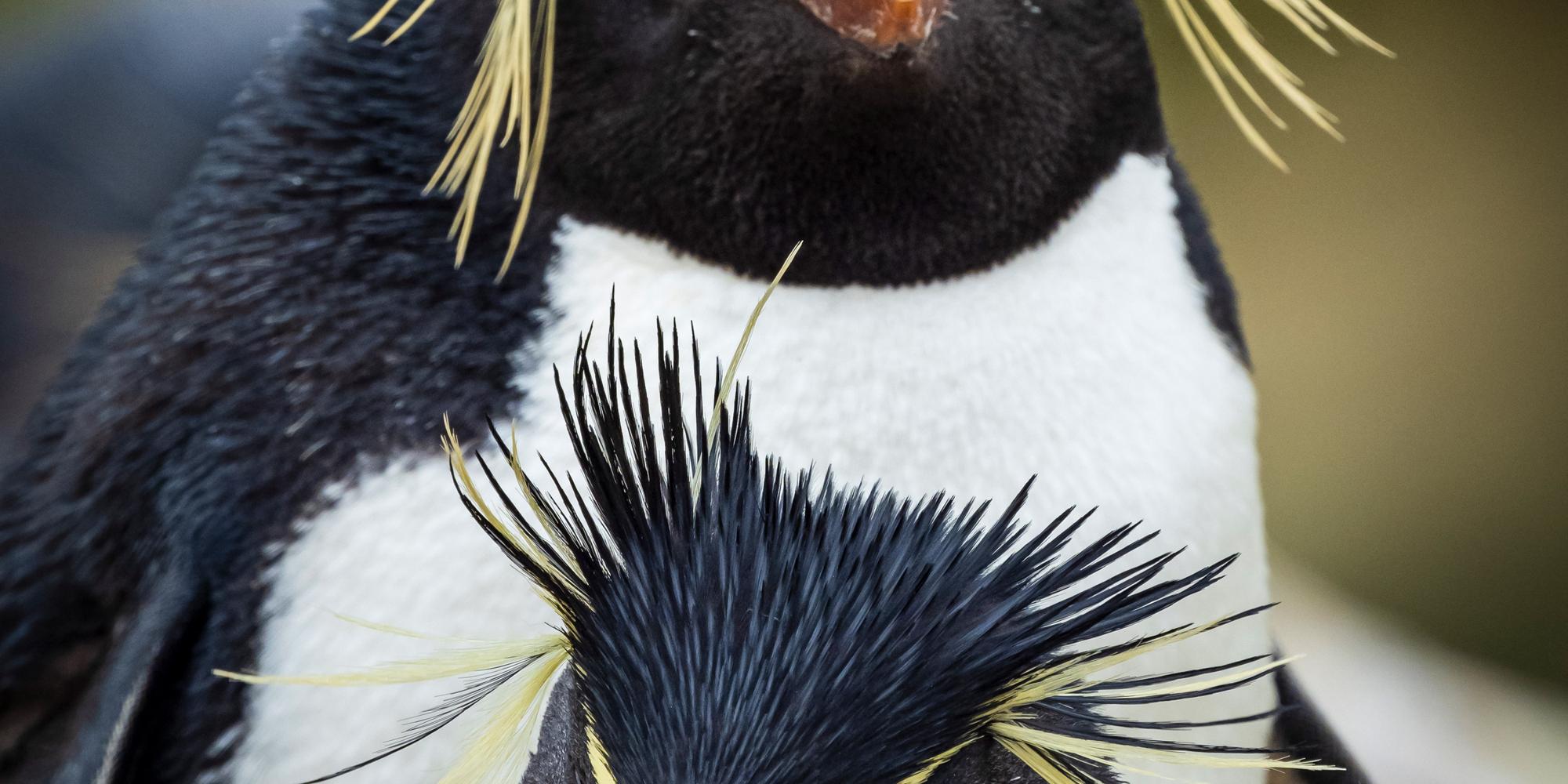 Two Rockhopper Penguins on the nest on New Island, Falkland Islands