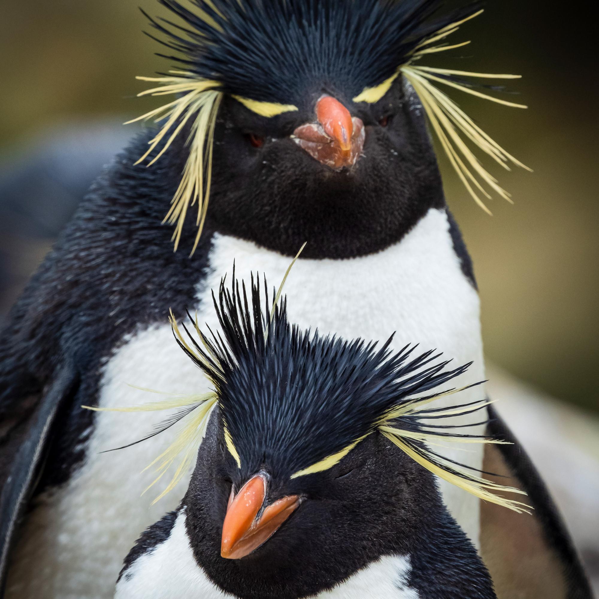 Two Rockhopper Penguins on the nest on New Island, Falkland Islands