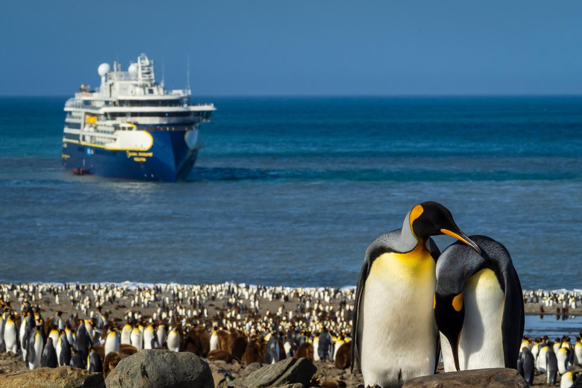 King Penguins courting  with National Geographic Resolution offshore in St. Andrews Bay, South Georgia