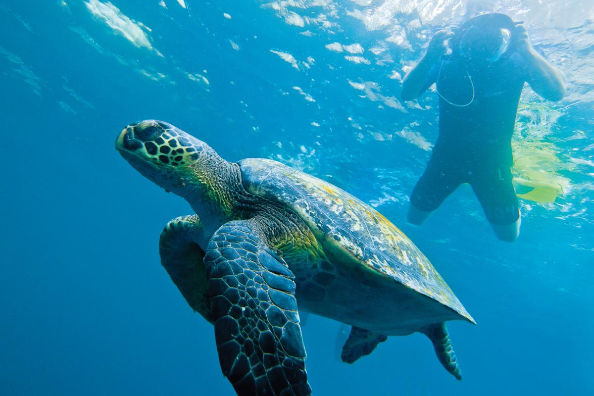 A guest snorkeling underwater with a Green sea turtle, Galapagos Islands, Ecuador