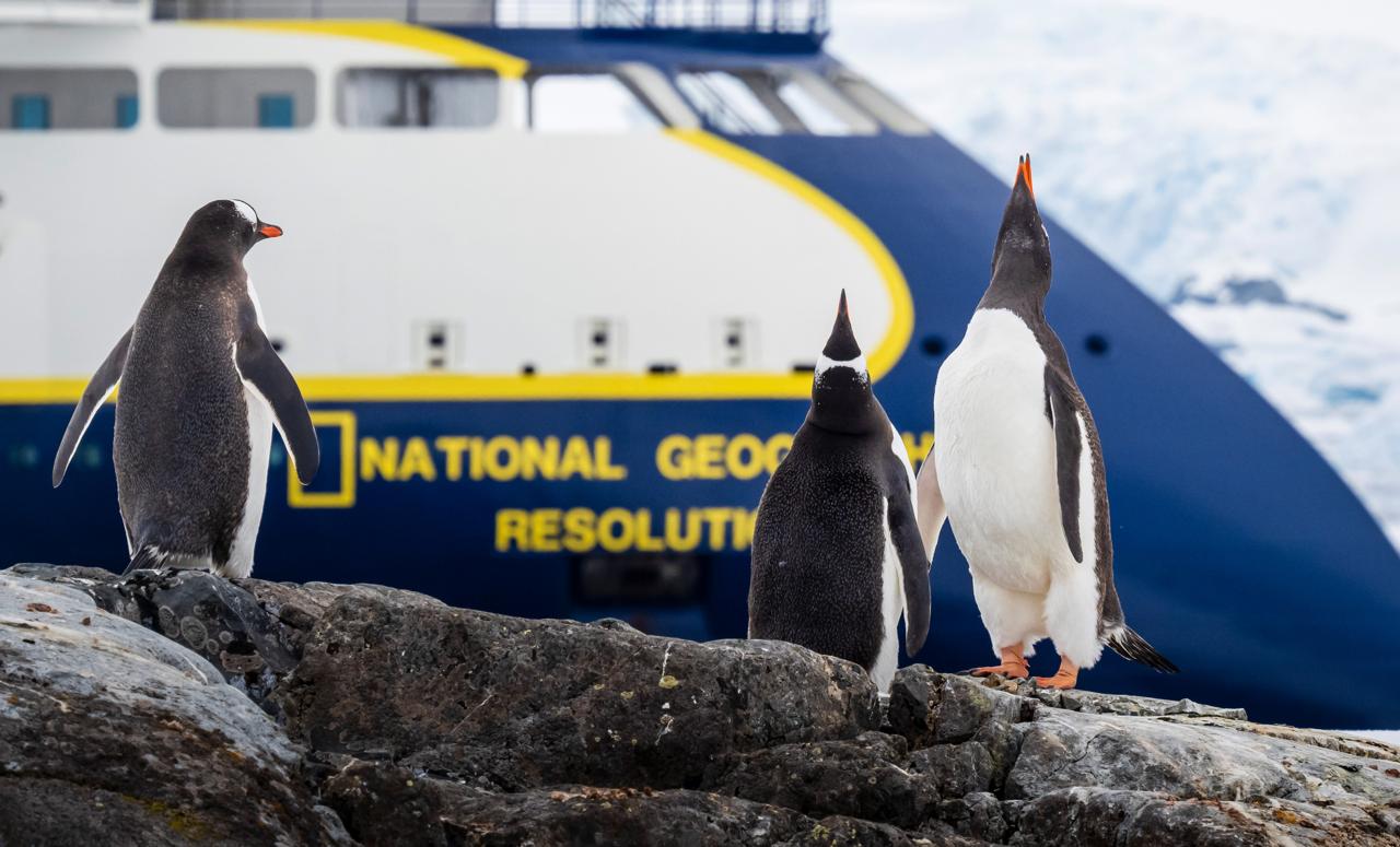 Three Gentoo Penguins in front of the ship National Geographic Resolution on Petermann Island, Antarctica.