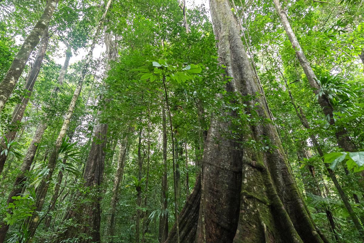 A group of hikers in Morne Diabloton National Park look up and take photos of a large Acomat Boucan tree in Dominica