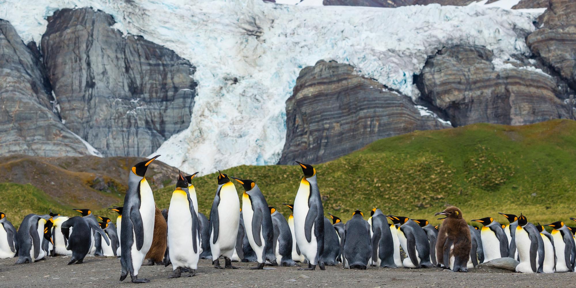 Adult King penguins and juvenile okenboys in Gold Harbour, South Georgia.