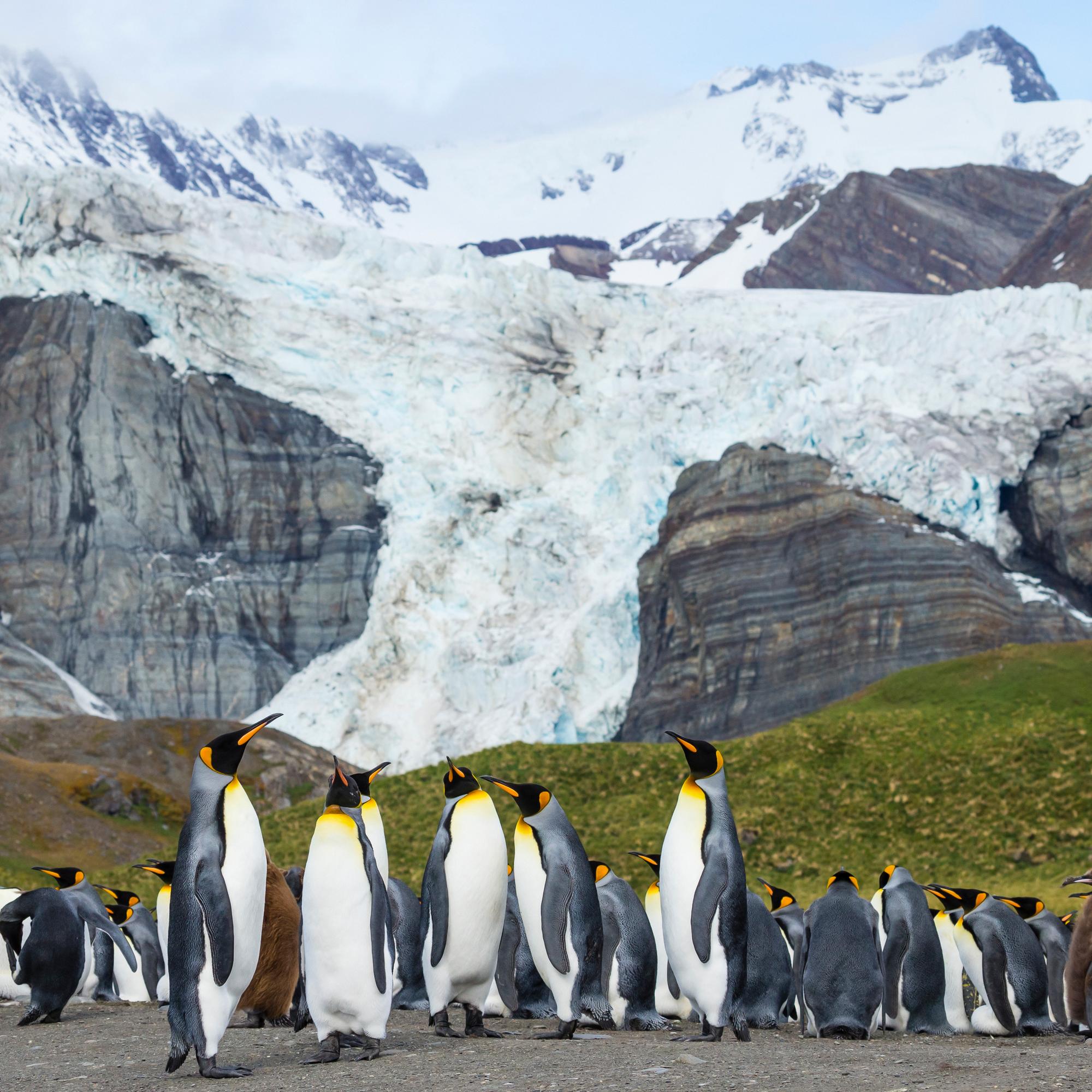 Adult King penguins and juvenile okenboys in Gold Harbour, South Georgia.