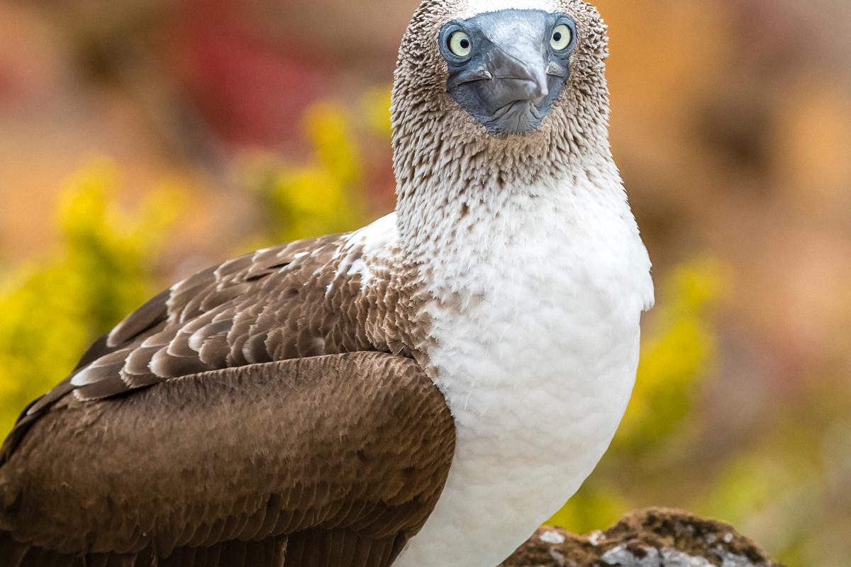 A Blue-footed Booby, San Cristobal Island, Galapagos National Park, Galapagos, Ecuador.