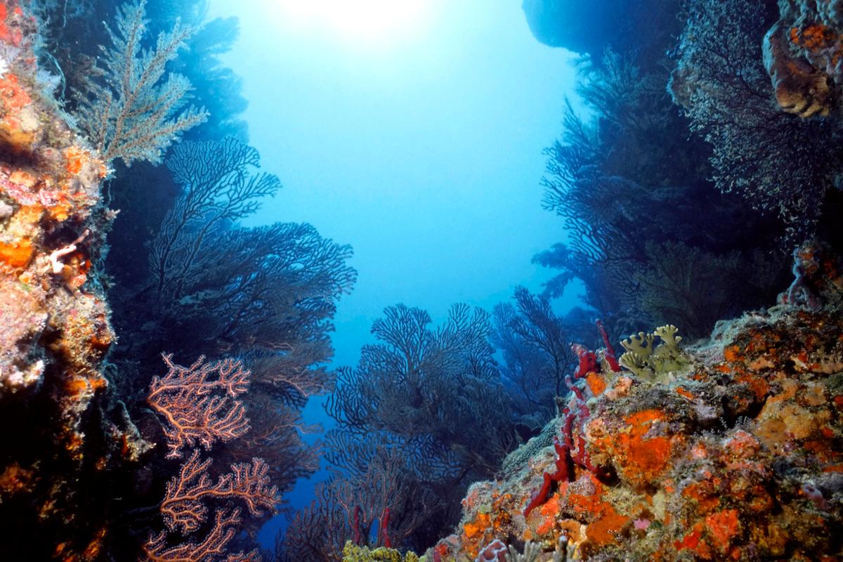 Prolific Caribbean reef loaded with colorful sponges, sea fans, sea whips, and crinoids in St. Vincent and the Grenadines, Caribbean