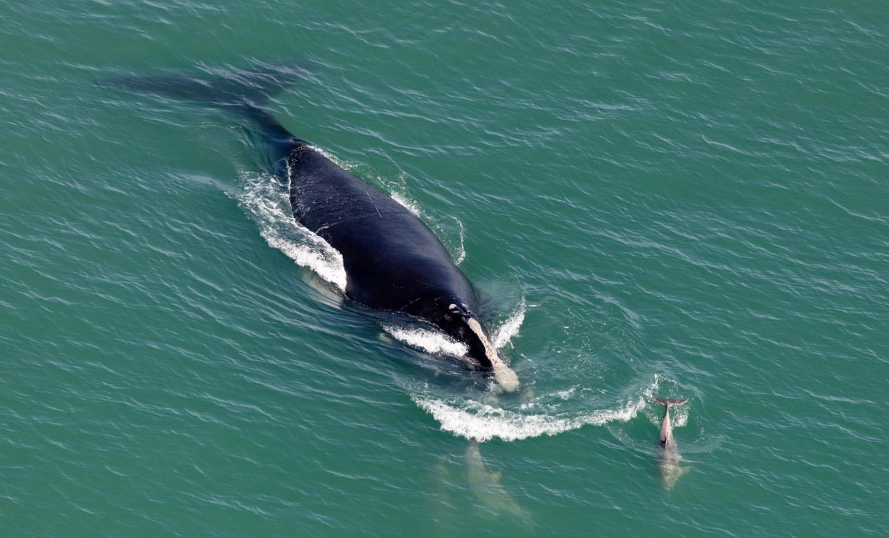 North Atlantic Right Whale