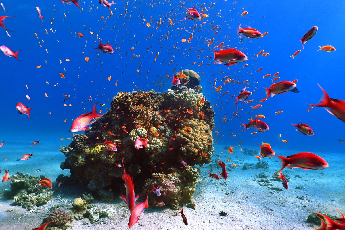 Red fish at red sea underwater coral reef