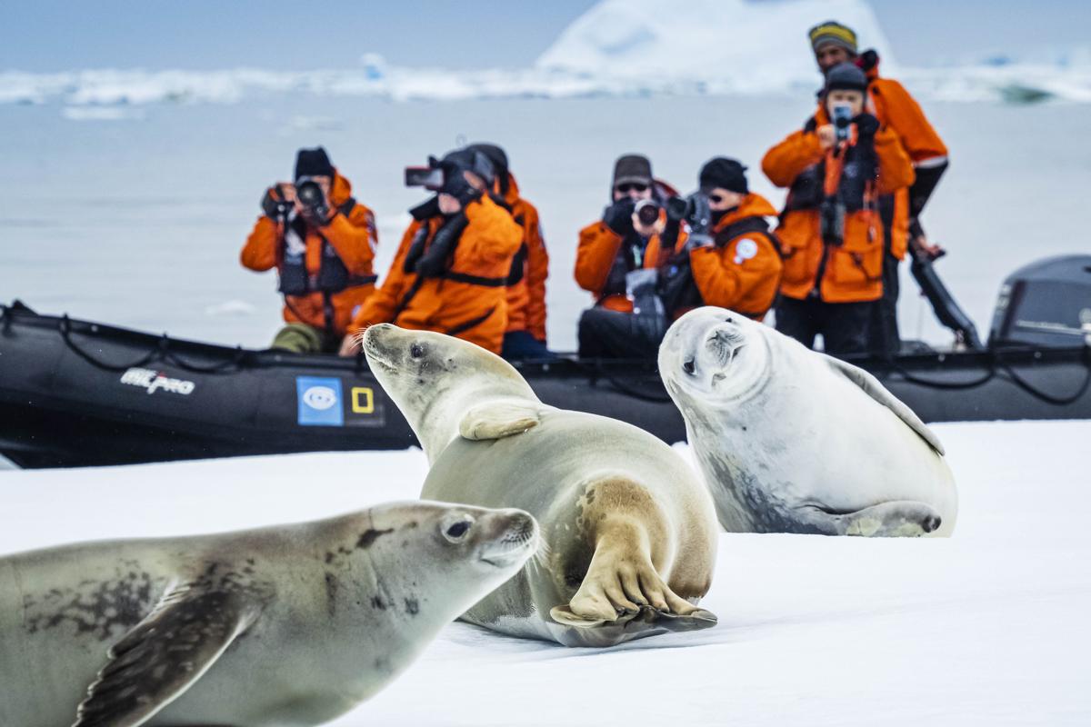 Crabeater Seals on the pack ice in the BellingsHausen Sea, Antarctica