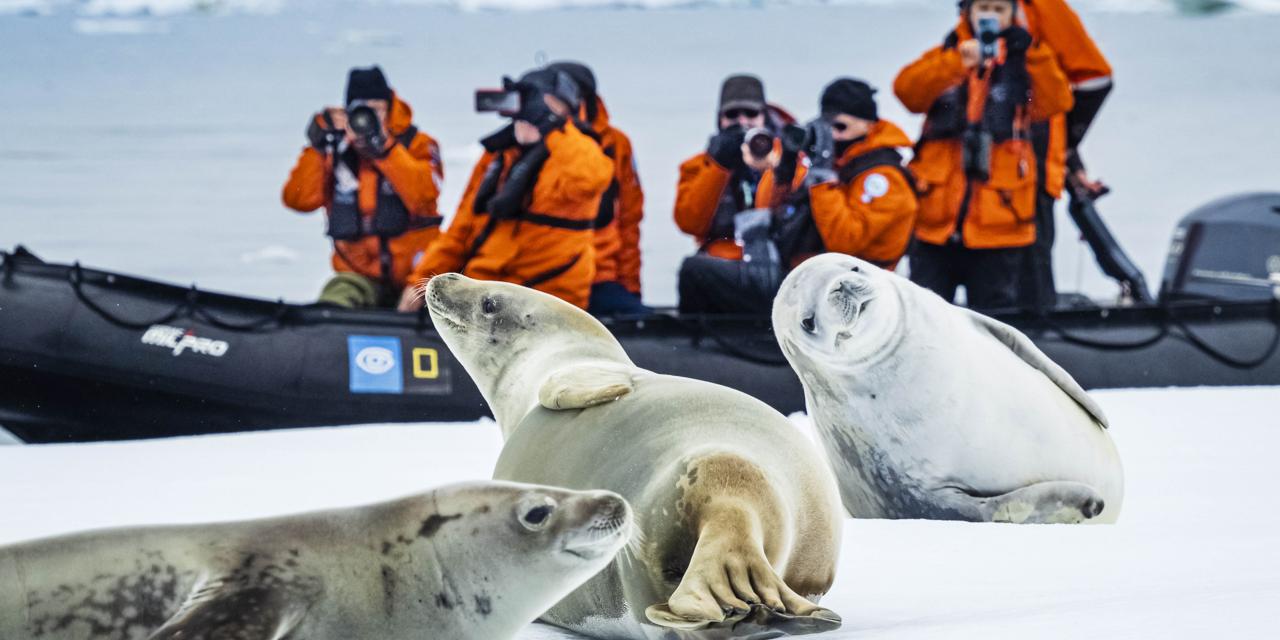 Crabeater Seals on the pack ice in the BellingsHausen Sea, Antarctica