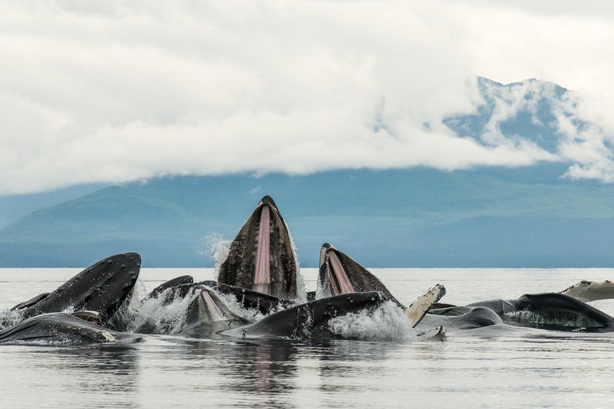 A Humpback Whale pod bubble-net feeding in Southeast Alaska, USA