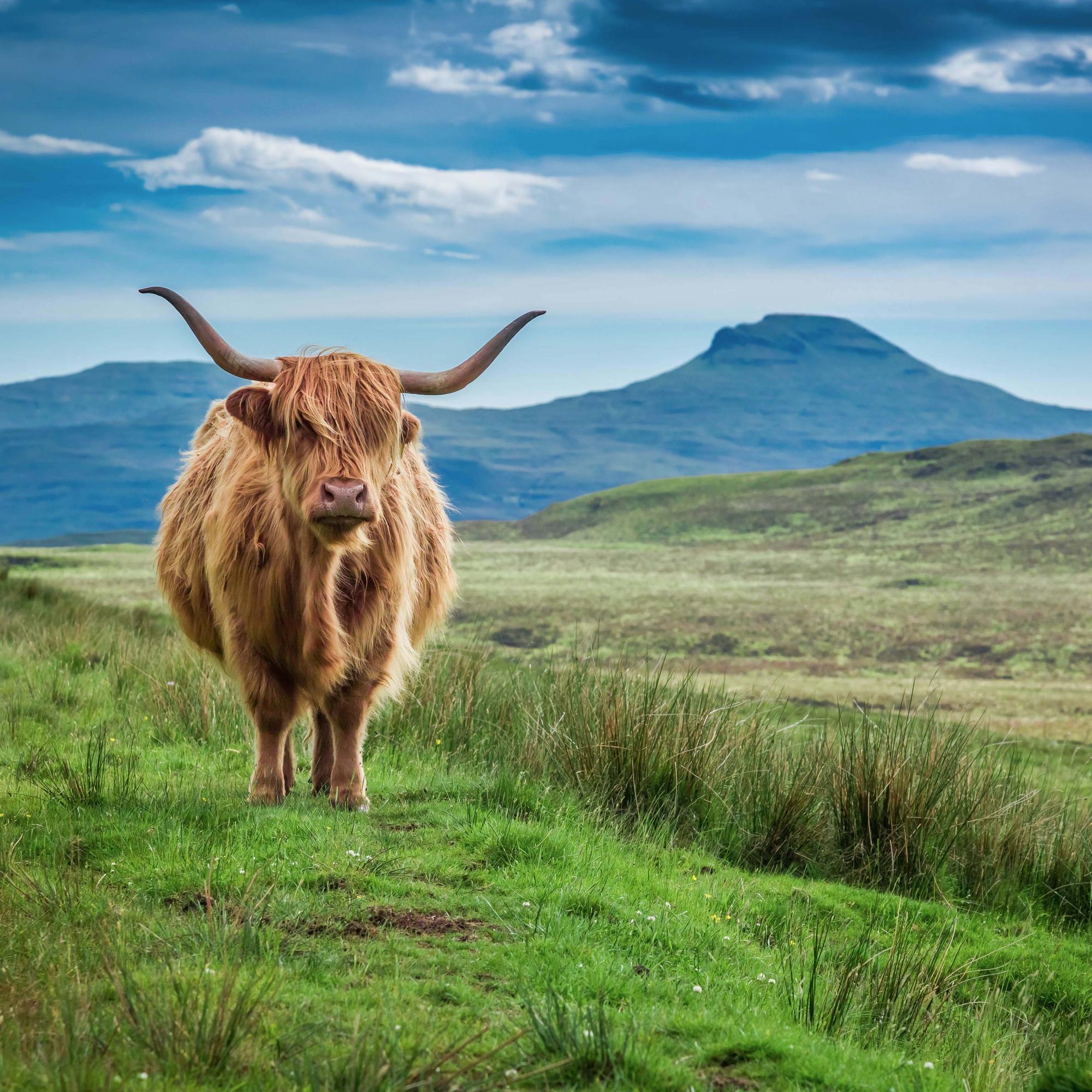 Grazing highland cow on Skye Island, Scotland