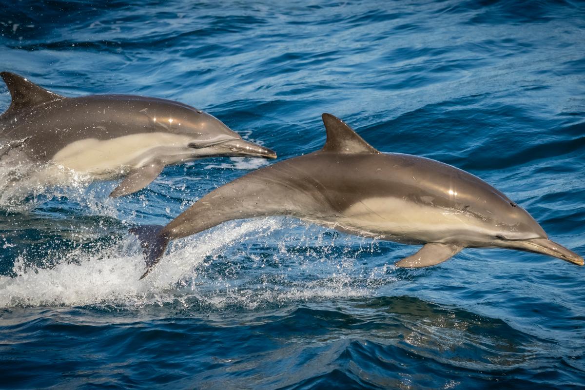 Teo Long-beaked Common Dolphins swiming in the Gulf of California, Mexico