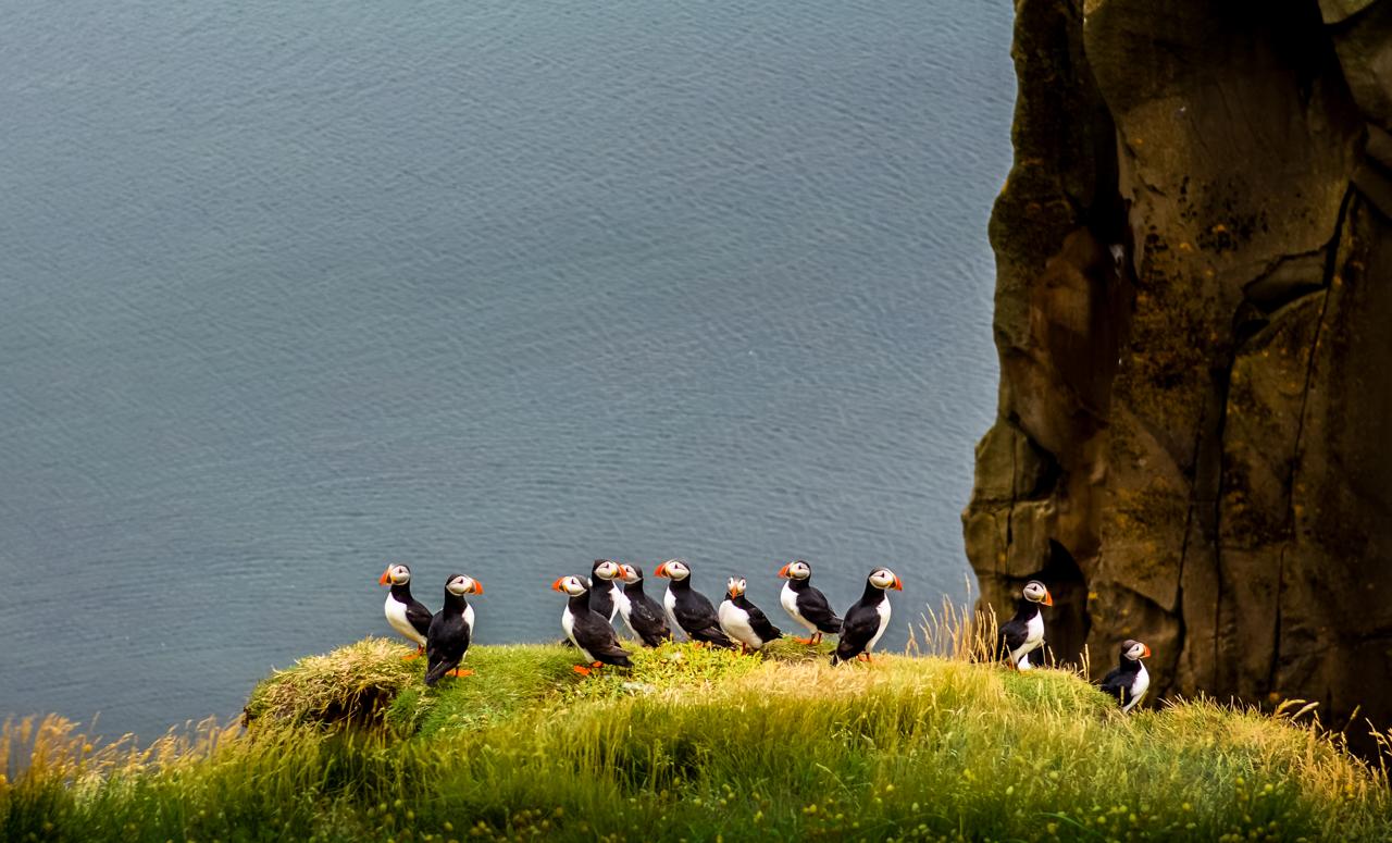 Ocean coastline landscape with flock of puffins standing on a cliff, Iceland, Europe