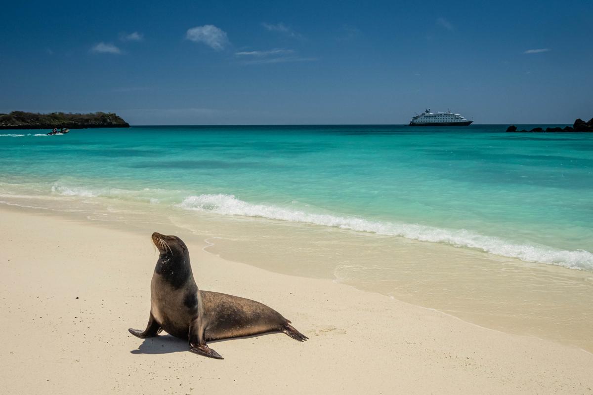 A Galapagos Sea Lion on the beach in Gardner Bay, Espanola Island, Galapagos National Park, Galapagos Islands, Ecuador.