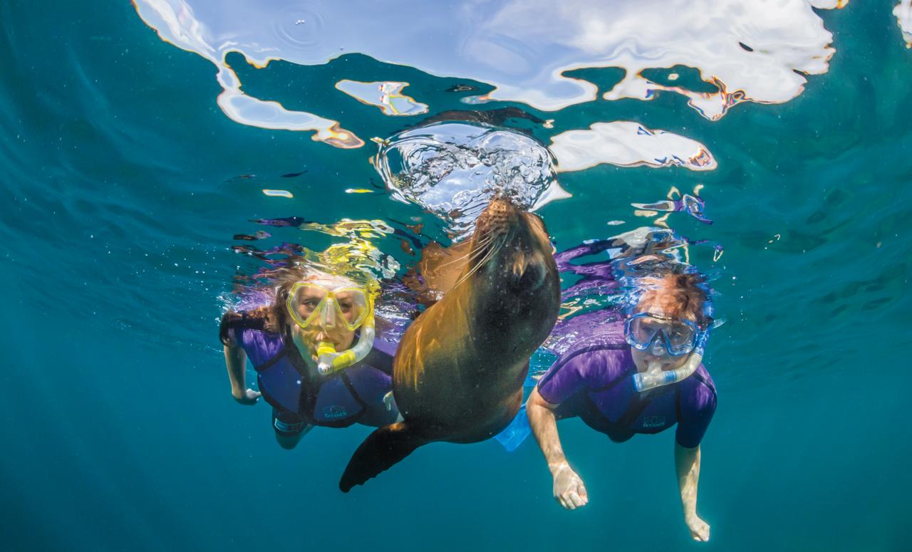 Guests snorkel with a curious young California sea lion at Los Islotes, Gulf of California, Mexico